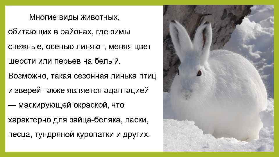 Многие виды животных, обитающих в районах, где зимы снежные, осенью линяют, меняя цвет шерсти