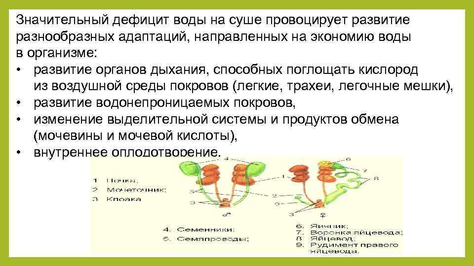 Значительный дефицит воды на суше провоцирует развитие разнообразных адаптаций, направленных на экономию воды в