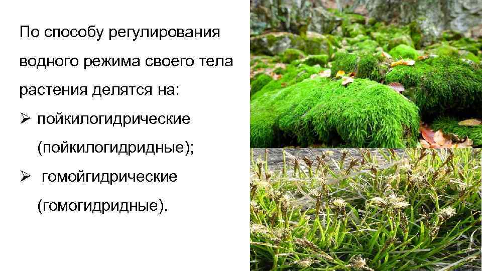 По способу регулирования водного режима своего тела растения делятся на: Ø пойкилогидрические (пойкилогидридные); Ø
