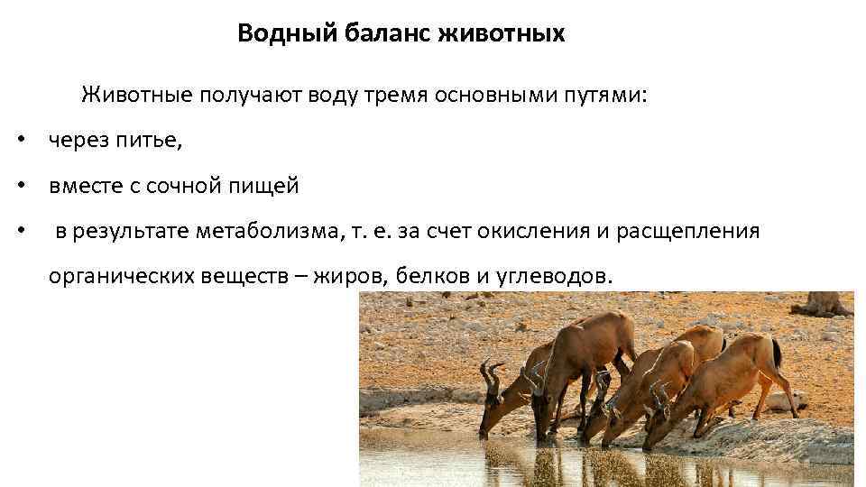 Водный баланс животных Животные получают воду тремя основными путями: • через питье, • вместе