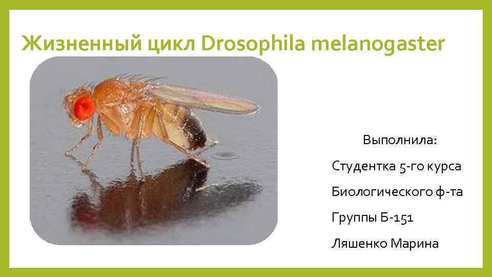 Жизненный цикл Drosophila melanogaster Выполнила: Студентка 5 -го курса Биологического ф-та Группы Б-151 Ляшенко
