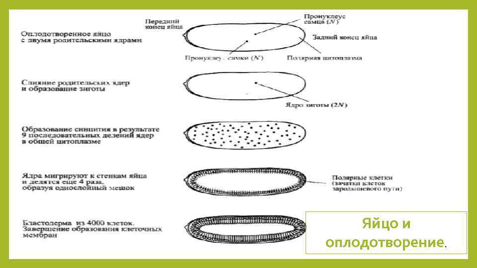 Яйцо и оплодотворение. 