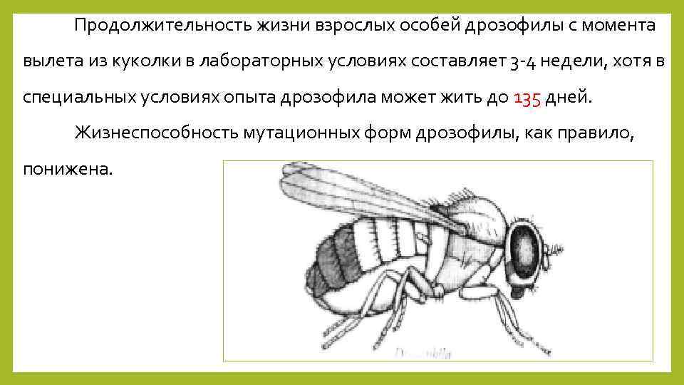 Продолжительность жизни взрослых особей дрозофилы с момента вылета из куколки в лабораторных условиях составляет