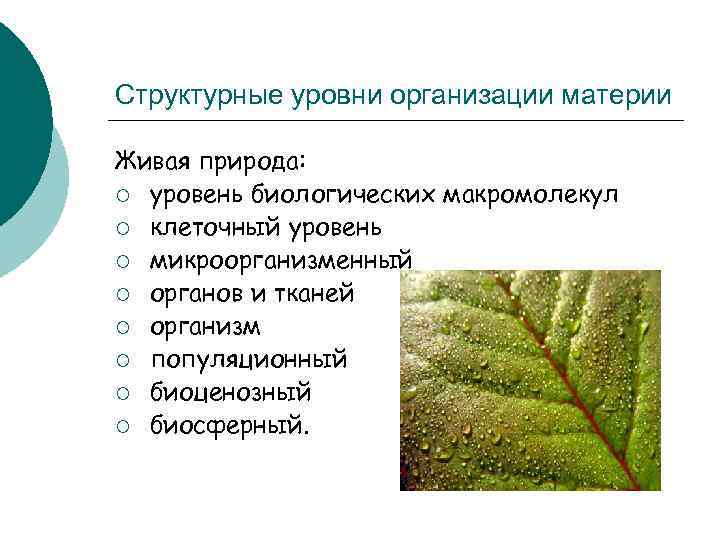 Структурные уровни организации материи Живая природа: ¡ уровень биологических макромолекул ¡ клеточный уровень ¡