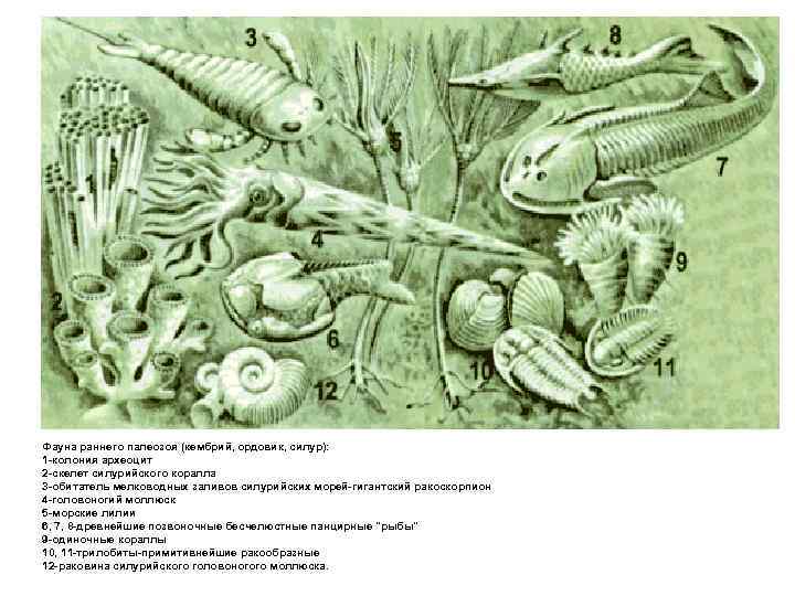 Фауна раннего палеозоя (кембрий, ордовик, силур): 1 -колония археоцит 2 -скелет силурийского коралла 3
