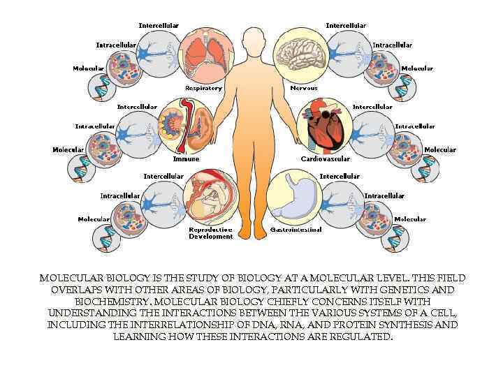 MOLECULAR BIOLOGY IS THE STUDY OF BIOLOGY AT A MOLECULAR LEVEL. THIS FIELD OVERLAPS