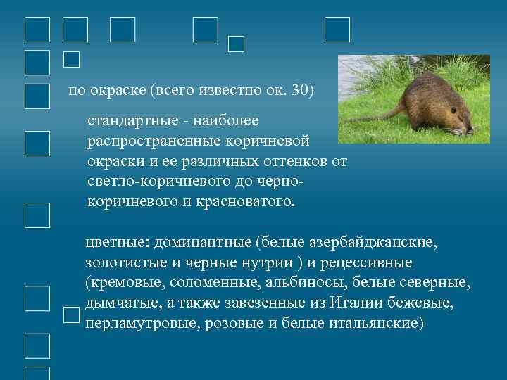 по окраске (всего известно ок. 30) стандартные - наиболее распространенные коричневой окраски и ее