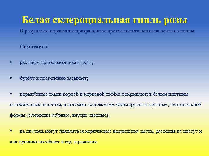 Белая склероциальная гниль розы В результате поражения прекращается приток питательных веществ из почвы. Симптомы: