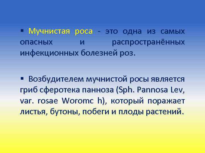 § Мучнистая роса - это одна из самых опасных и распространённых инфекционных болезней роз.