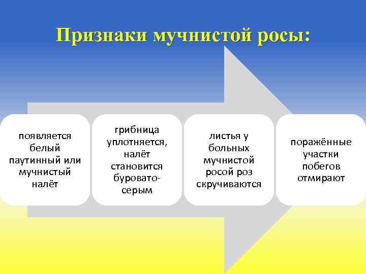 Признаки мучнистой росы: появляется белый паутинный или мучнистый налёт грибница уплотняется, налёт становится буроватосерым