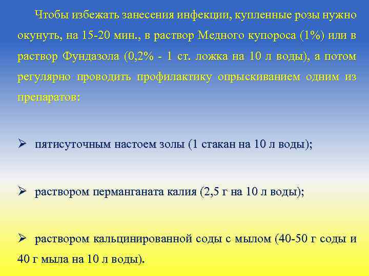 Чтобы избежать занесения инфекции, купленные розы нужно окунуть, на 15 -20 мин. , в