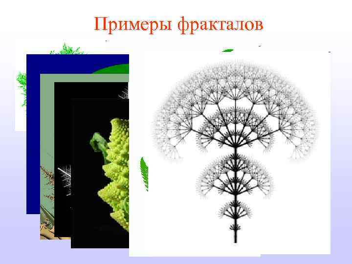 Примеры фракталов 
