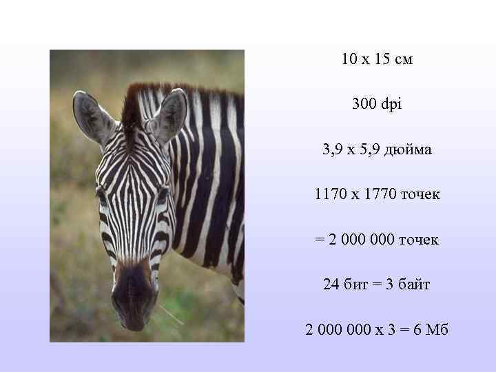 10 х 15 см 300 dpi 3, 9 x 5, 9 дюйма 1170 х