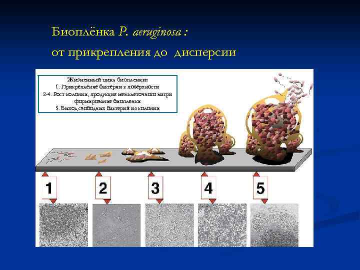 Биоплёнка P. аeruginosa : от прикрепления до дисперсии Жизненный цикл биопленки: 1. Прикрепление бактерии