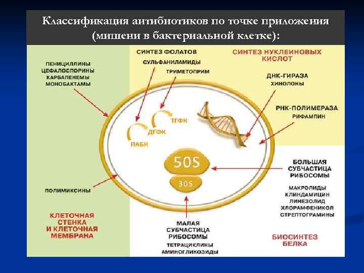 Классификация антибиотиков по точке приложения (мишени в бактериальной клетке): 