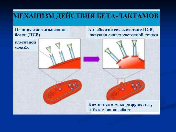 МЕХАНИЗМ ДЕЙСТВИЯ БЕТА-ЛАКТАМОВ Пенициллинсвязывающие белки (ПСВ) Антибиотик связывается с ПСВ, нарушая синтез клеточной стенки
