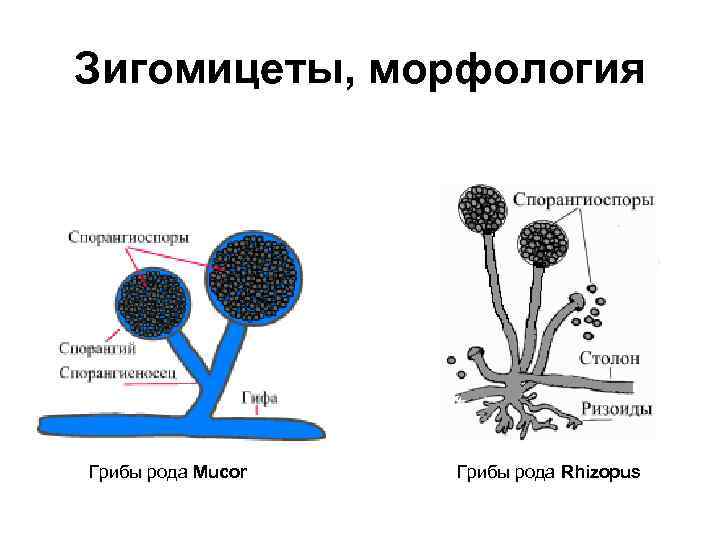 Зигомицеты, морфология Грибы рода Mucor Грибы рода Rhizopus 