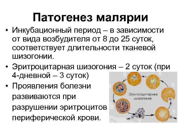 Патогенез малярии • Инкубационный период – в зависимости от вида возбудителя от 8 до