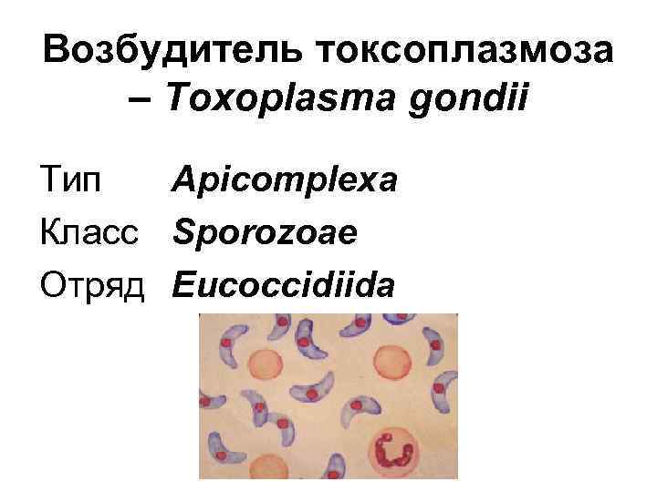 Возбудитель токсоплазмоза – Toxoplasma gondii Тип Apicomplexa Класс Sporozoae Отряд Eucoccidiida 