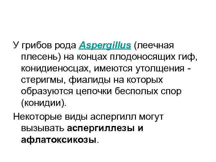 У грибов рода Aspergillus (леечная плесень) на концах плодоносящих гиф, конидиеносцах, имеются утолщения -