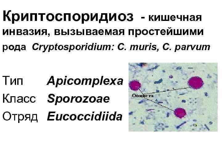 Криптоспоридиоз - кишечная инвазия, вызываемая простейшими рода Cryptosporidium: C. muris, C. parvum Тип Apicomplexa