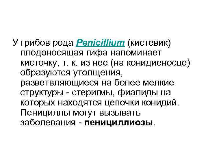 У грибов рода Penicillium (кистевик) плодоносящая гифа напоминает кисточку, т. к. из нее (на