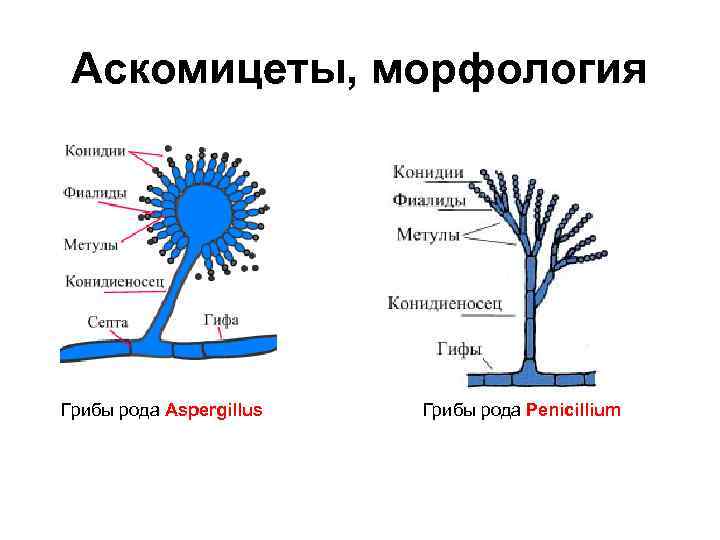 Аскомицеты, морфология Грибы рода Aspergillus Грибы рода Penicillium 