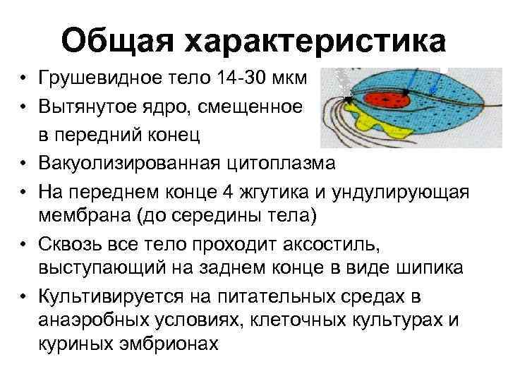 Общая характеристика • Грушевидное тело 14 -30 мкм • Вытянутое ядро, смещенное в передний