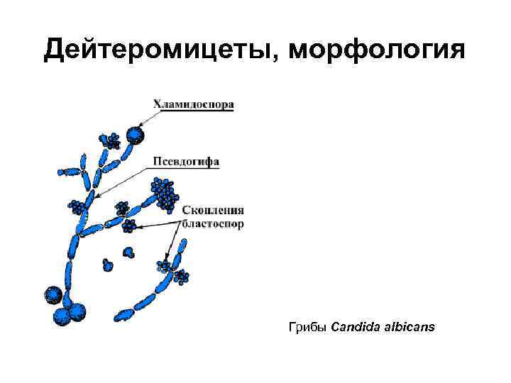 Что значит бластоспоры