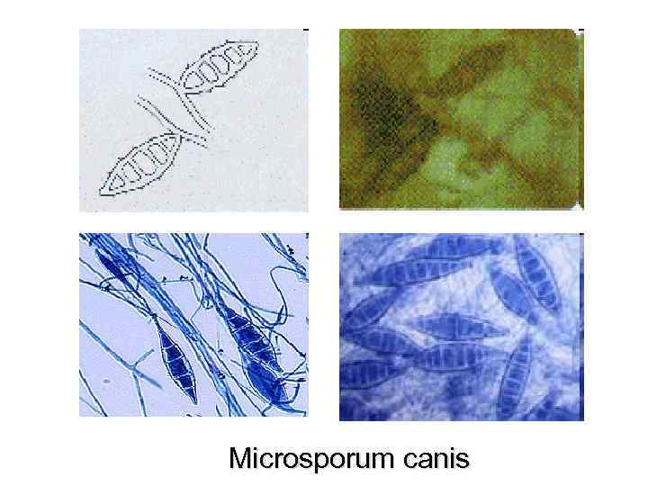 Microsporum canis 