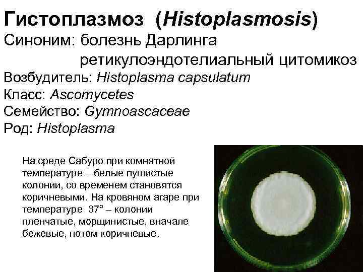 Гистоплазмоз (Histoplasmosis) Синоним: болезнь Дарлинга ретикулоэндотелиальный цитомикоз Возбудитель: Histoplasma capsulatum Класс: Ascomycetes Семейство: Gymnoascaceae