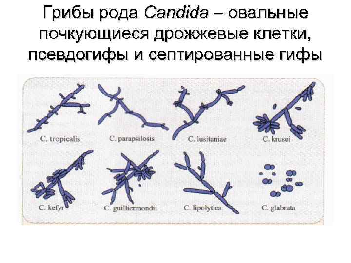 Грибы рода Candida – овальные почкующиеся дрожжевые клетки, псевдогифы и септированные гифы 