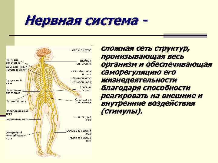 Нервная система сложная сеть структур, пронизывающая весь организм и обеспечивающая саморегуляцию его жизнедеятельности благодаря
