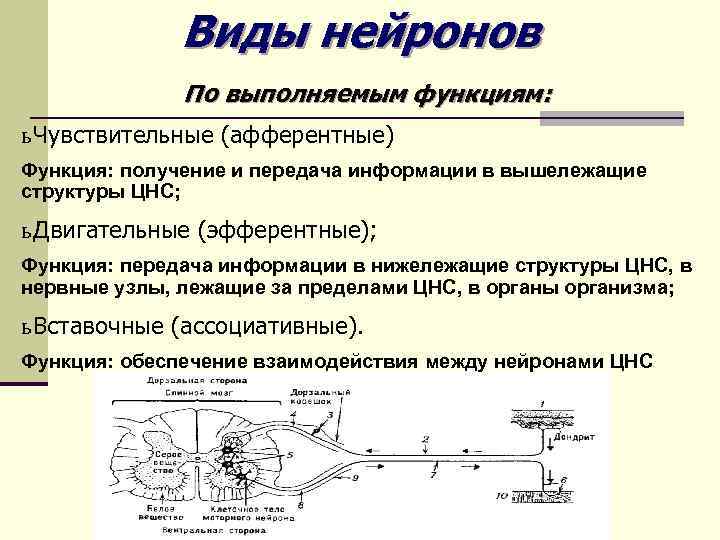 Рецептор рефлекс