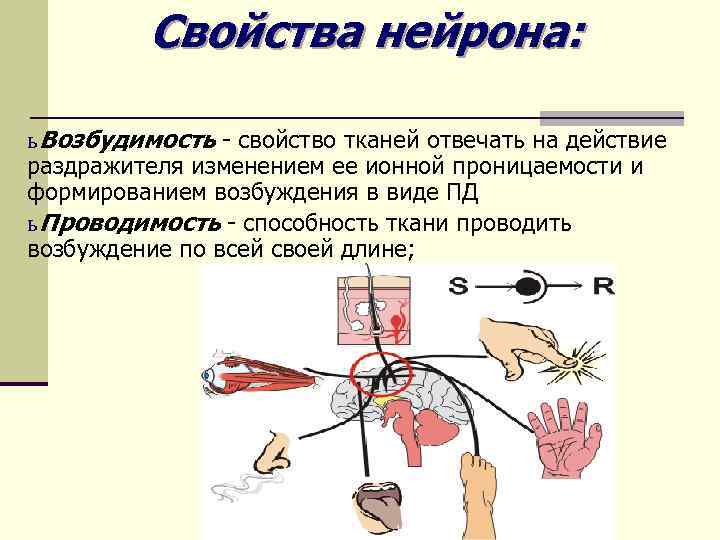 Свойства нейрона: ь Возбудимость - свойство тканей отвечать на действие раздражителя изменением ее ионной