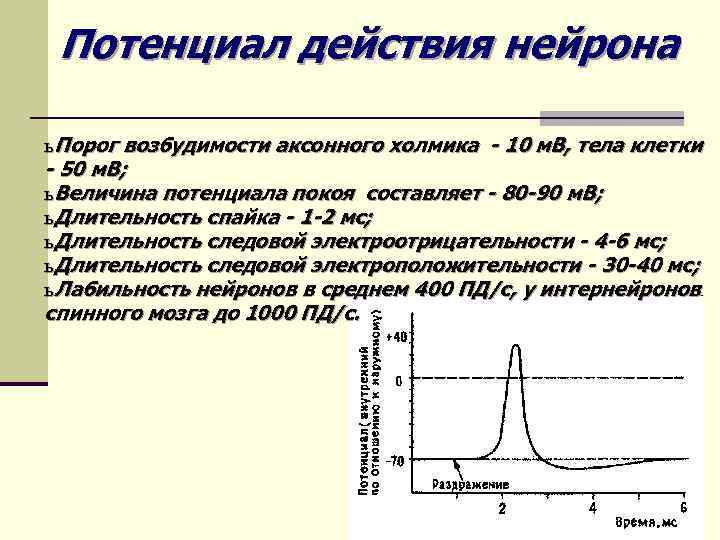 Графическое изображение потенциала покоя