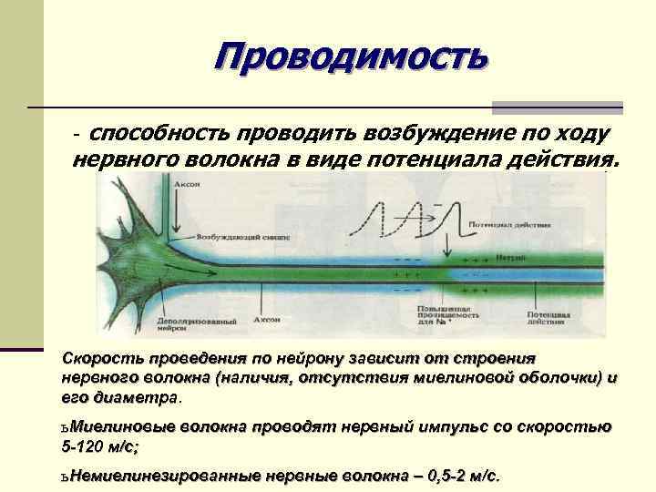Проводимость способность проводить возбуждение по ходу нервного волокна в виде потенциала действия. - Скорость
