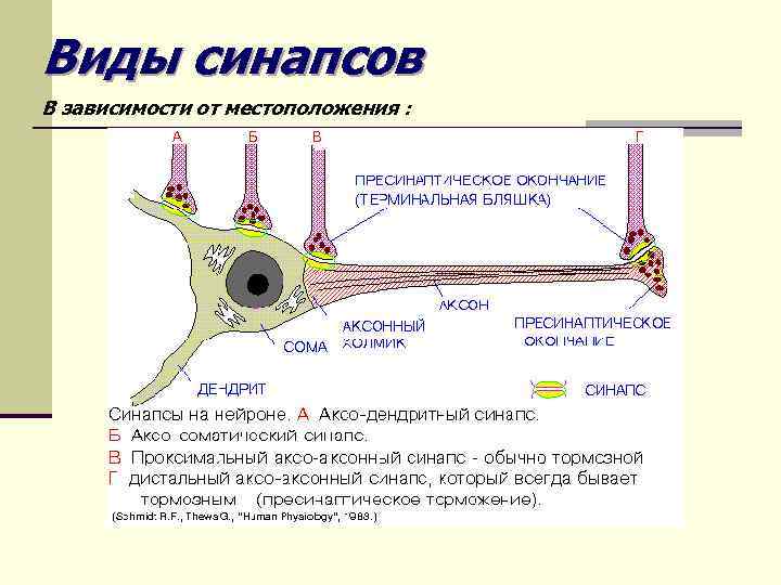 Виды синапсов В зависимости от местоположения : 