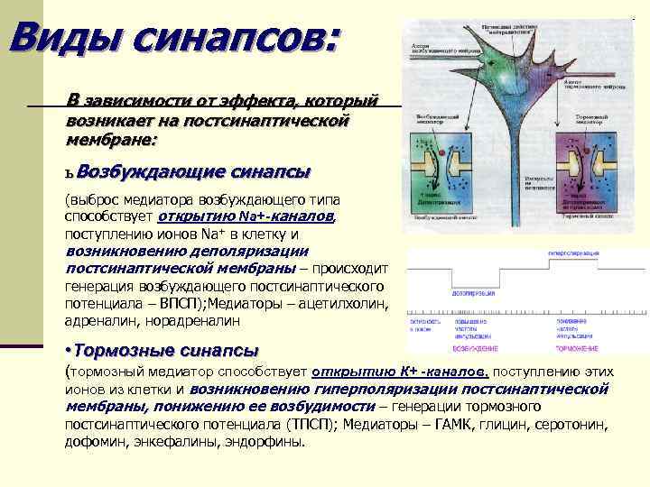 Виды синапсов: В зависимости от эффекта, который возникает на постсинаптической мембране: ь Возбуждающие синапсы