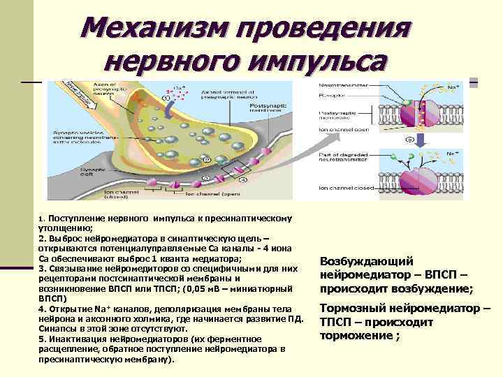 Механизм проведения нервного импульса 1. Поступление нервного импульса к пресинаптическому утолщению; 2. Выброс нейромедиатора
