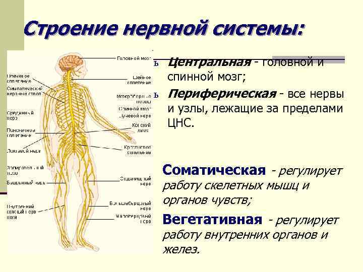 Строение нервной системы: ь Центральная - головной и спинной мозг; ь Периферическая - все
