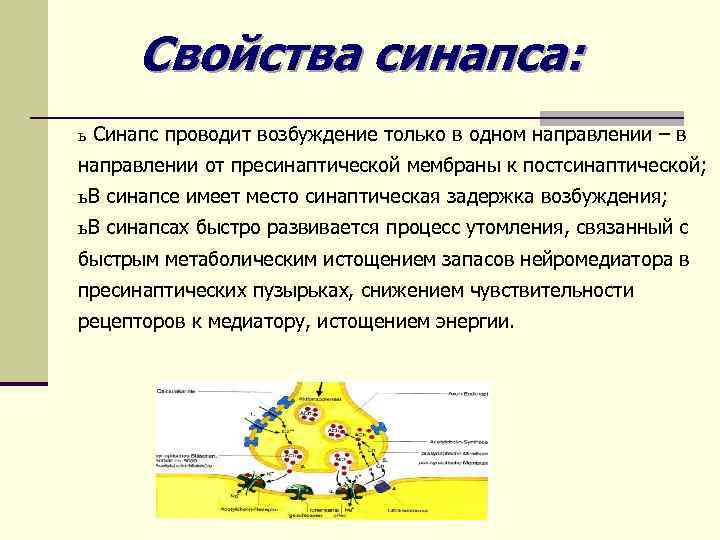 Свойства синапса: ь Синапс проводит возбуждение только в одном направлении – в направлении от