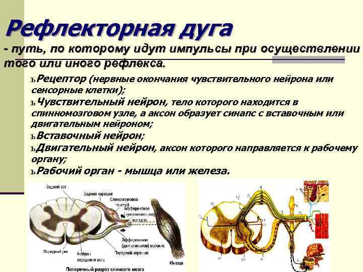 Рефлекторная дуга - путь, по которому идут импульсы при осуществлении того или иного рефлекса.