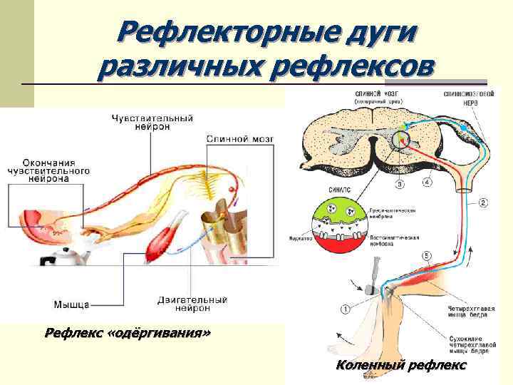 Рефлекторные дуги различных рефлексов Рефлекс «одёргивания» Коленный рефлекс 
