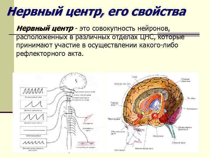Нервный центр, его свойства Нервный центр - это совокупность нейронов, расположенных в различных отделах