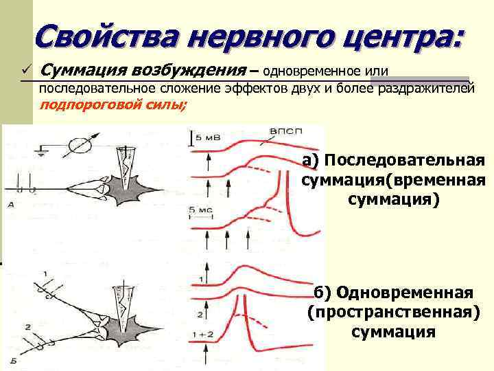 Свойства нервного центра: ü Суммация возбуждения – одновременное или последовательное сложение эффектов двух и