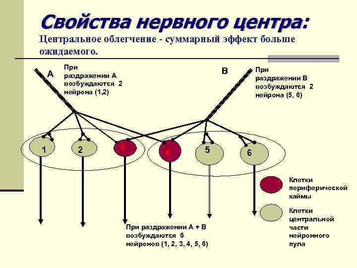 Свойства нервного центра: Центральное облегчение - суммарный эффект больше ожидаемого. А 1 При раздражении