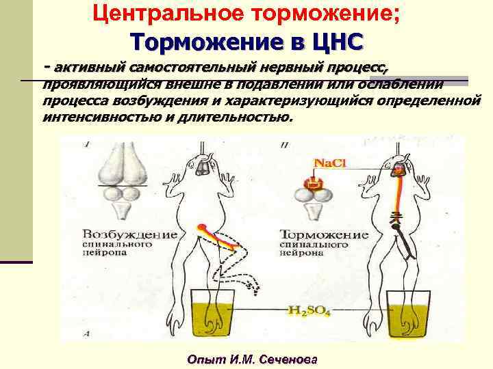 Центральное торможение; Торможение в ЦНС - активный самостоятельный нервный процесс, проявляющийся внешне в подавлении
