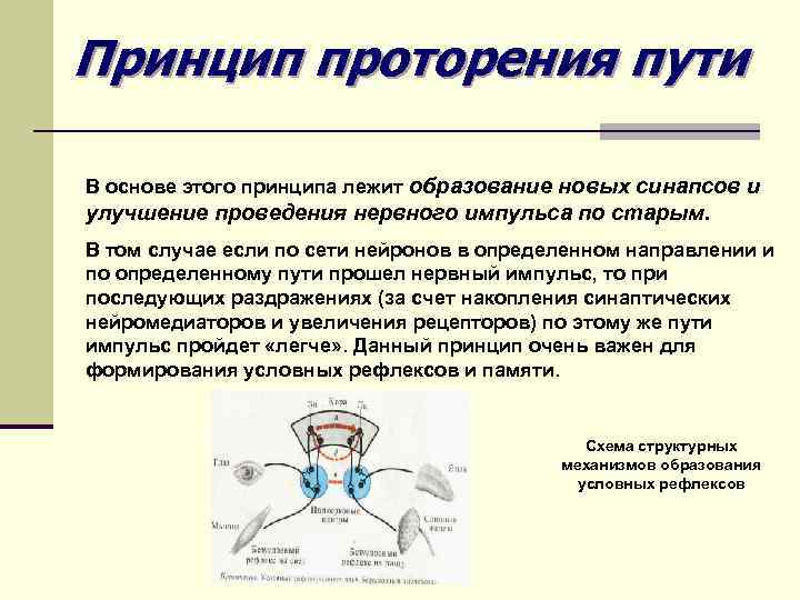 Принцип проторения пути В основе этого принципа лежит образование новых синапсов и улучшение проведения