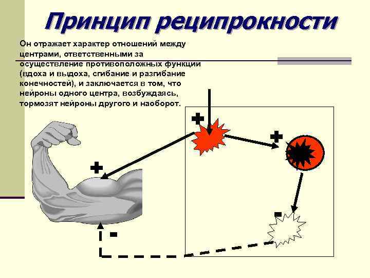 Принцип реципрокности Он отражает характер отношений между центрами, ответственными за осуществление противоположных функций (вдоха